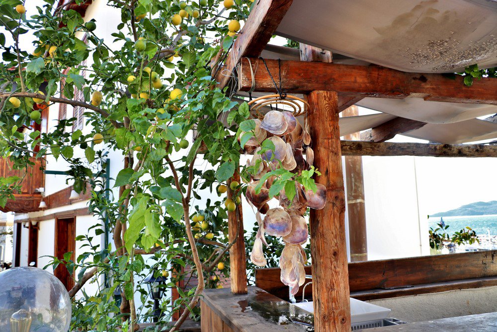 large.IMG_6729.JPG.3a54dbf14c3afa19fed89