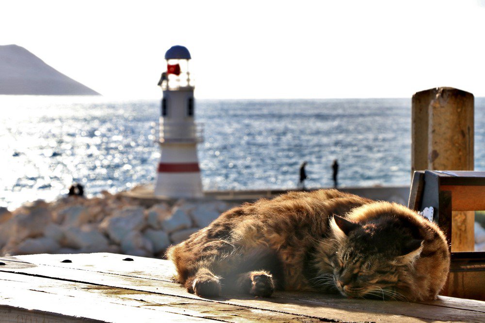 large.IMG_6743.JPG.0fbb04603a4947965f275