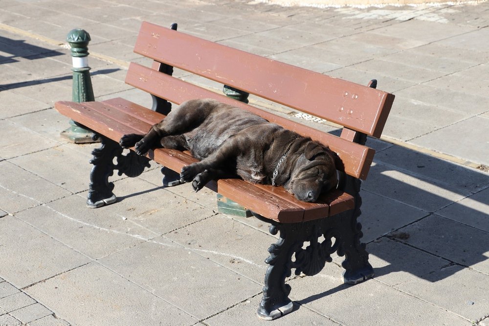 large.IMG_6882.JPG.df725f29b7db00a2ad2f9