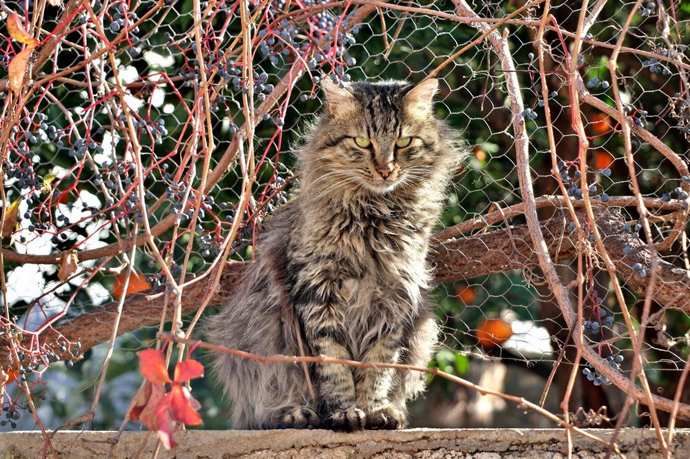 large.IMG_6947.JPG.f66f557afb349c48cd13e