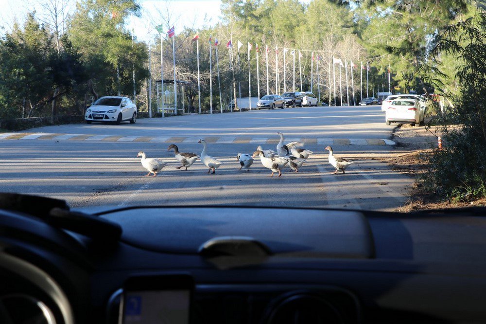 large.IMG_7229.JPG.de064aa42639f9bd72427