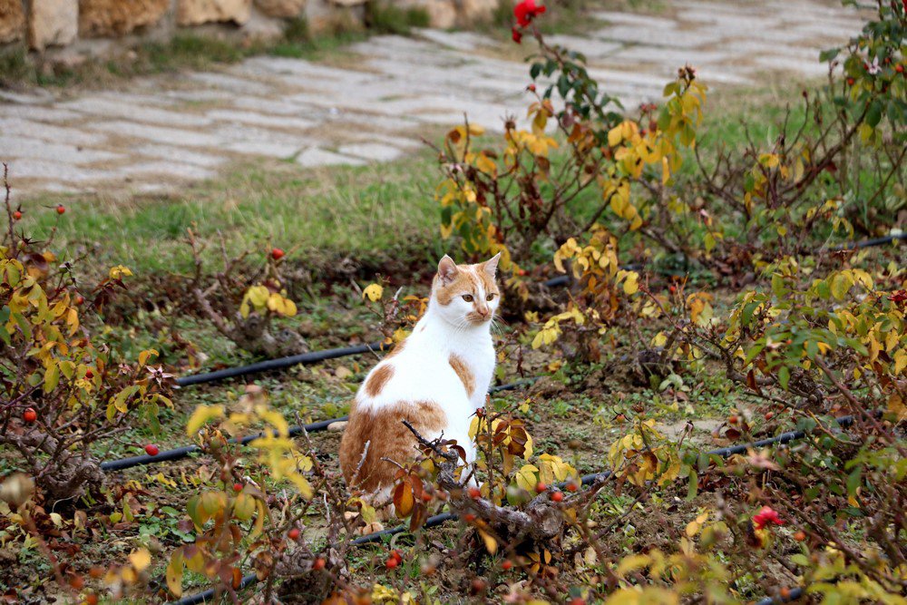large.IMG_7350.JPG.2640b6a8d09ab3242a6a7