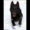 black beast