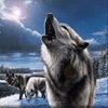 Tambov Wolf