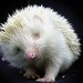 Albinos