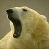 NordBear