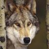 volf