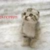 ВАСЯ-ГИГАНТ